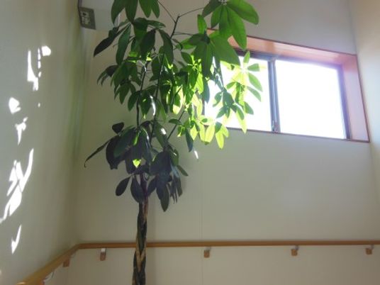 光り輝く窓辺の植物