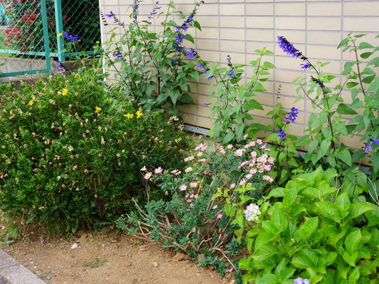 多様な植物のある庭
