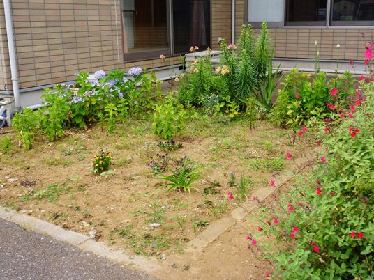彩り豊かな庭の風景