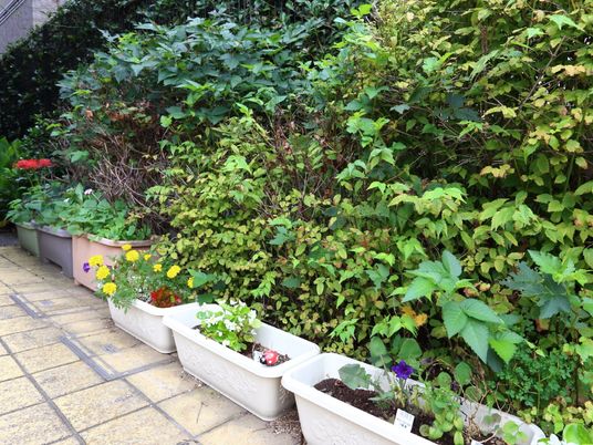 緑豊かな植物の中庭