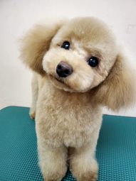 笑顔のトイプードル