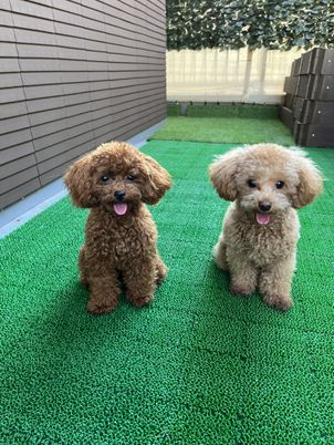 癒やしの庭