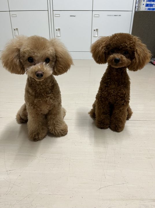 ペットセラピー活動中のスペース