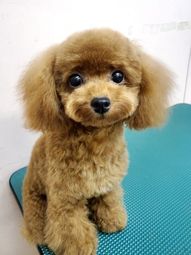 かわいいトイプードル座ってる