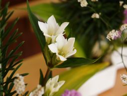 白い花と緑の葉
