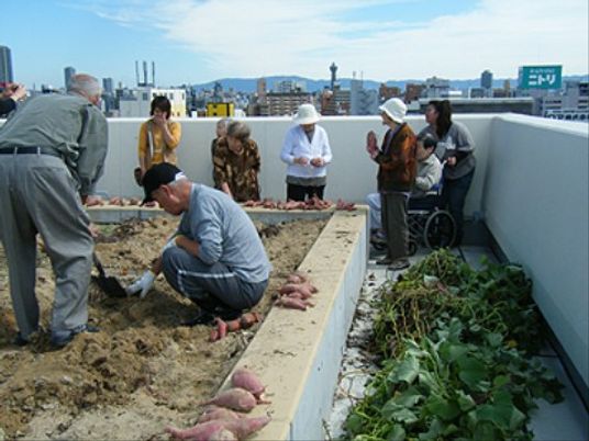 屋上ガーデンの手入れ