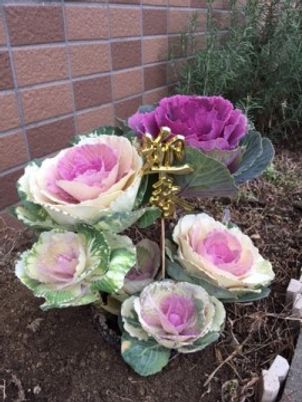 カラフルな花がある庭