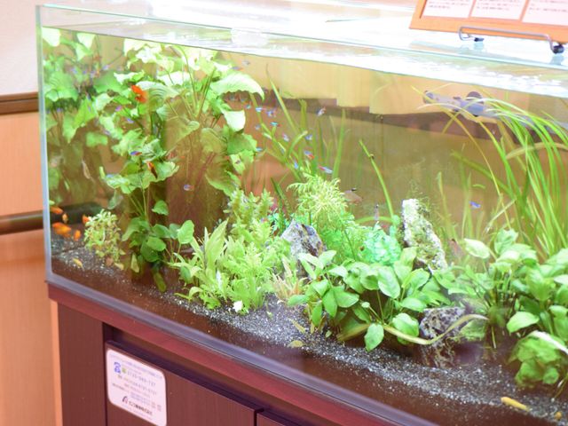 緑豊かな水槽の景色 水槽 落ち着いた雰囲気のリビングで、カラフルな魚たちが泳ぐ水槽をご覧いただけます。ゆったりとした時間を過ごすのに最適な環境です。