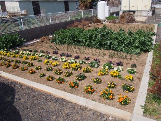 中庭の花壇と野菜畑