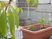 植物が植えられたプランター