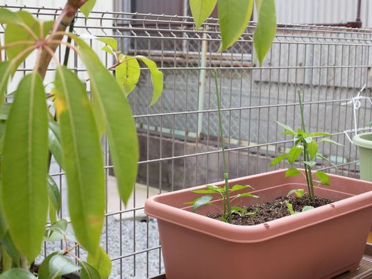 植物が植えられたプランター