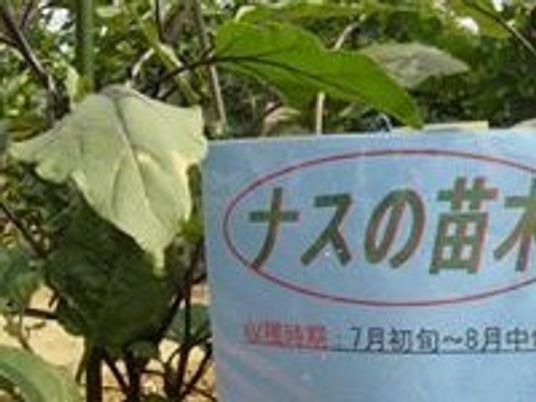 白い花と緑の葉