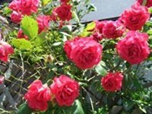 赤いバラが咲く中庭