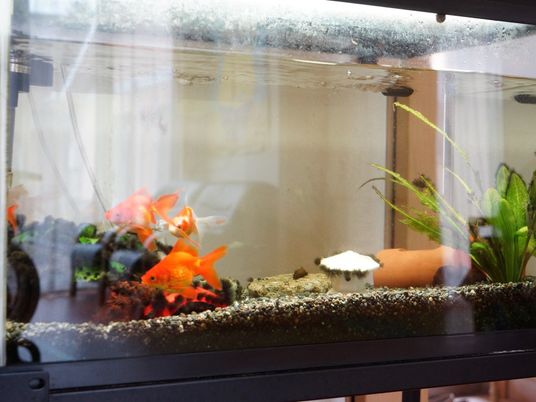 カラフルな魚の水槽