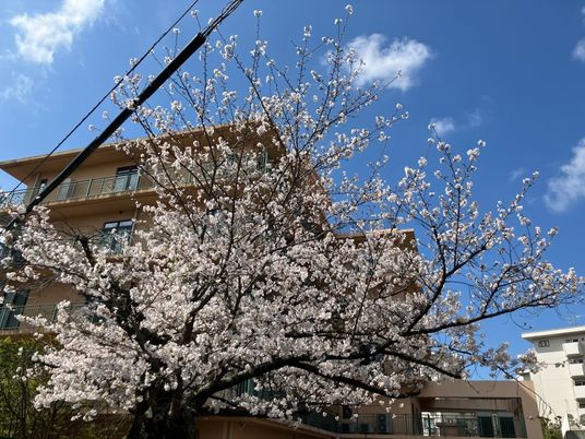 桜越しの建物外観  