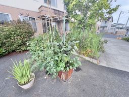 中庭の菜園  