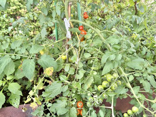 実り始めた家庭菜園の畑