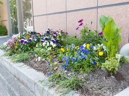 色とりどりの花壇の光景