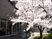 桜が美しい中庭