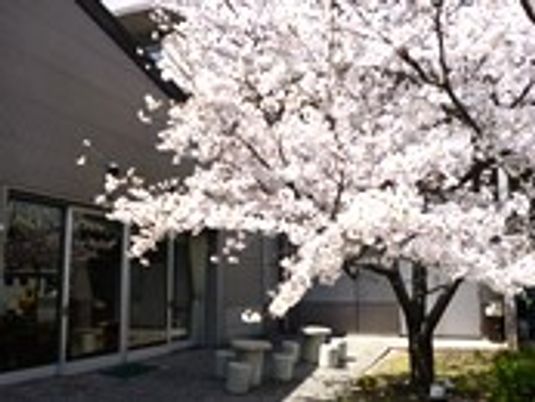 桜が美しい中庭