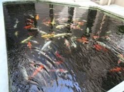 色鮮やかな鯉のいる池