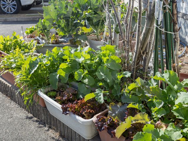 彩り豊かな庭 庭 季節の野菜や植物が育てられている庭のスペースです。穏やかな雰囲気が漂っています。