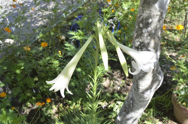 花と樹木の庭