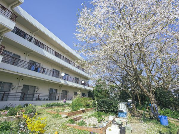 桜咲く庭
