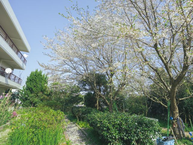 桜の庭 庭 満開の桜が彩る庭は、心を和ませるリラックススペースになっています。
