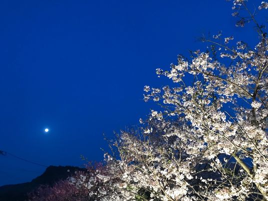 施設の写真 夜桜をライトアップしたスペースを写した写真。月が光っている様子がわかる
