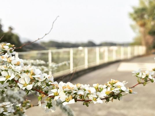 施設の写真 手前に桜の花の枝、奥のほうに景色他移っている様子。広めの外のスペースを写したもの