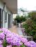 紫陽花と廊下の風景