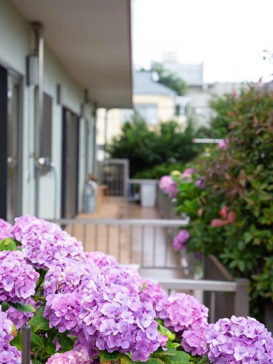 紫陽花と廊下の風景