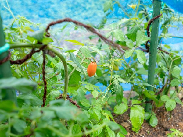 トマトが育つ庭の一角