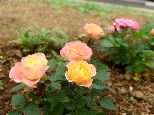 中庭の美しい花 庭 ゆったりとした中庭に咲く花々が、訪れる方々に穏やかなひとときを提供しています。