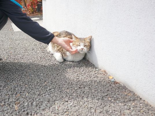 猫と人のふれあい