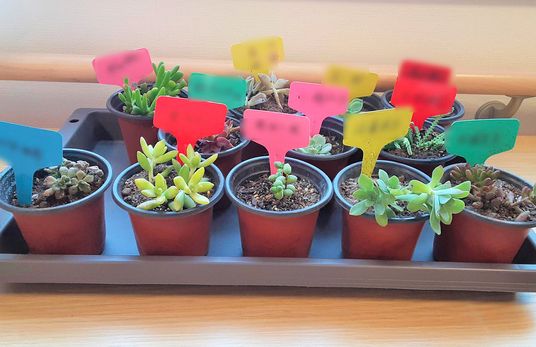 小さな植物が並ぶ棚