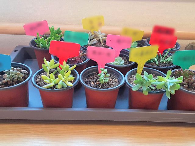 小さな植物が並ぶ棚 中庭 小さな多肉植物が並んでおり、穏やかな時間を過ごせる環境です。介護の合間にリフレッシュできます。