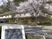 桜と建物の外観  