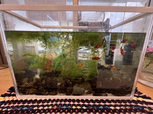 和やかな雰囲気の水槽