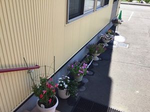 花が並ぶ外まわり  