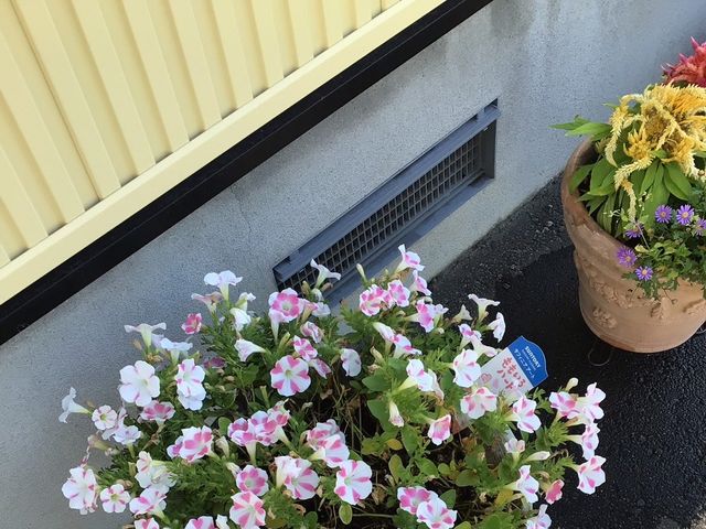 花が並ぶ建物脇 外観   建物の外まわりに、色とりどりの花が植えられています。手入れの行き届いた印象で、明るい雰囲気が伝わります。