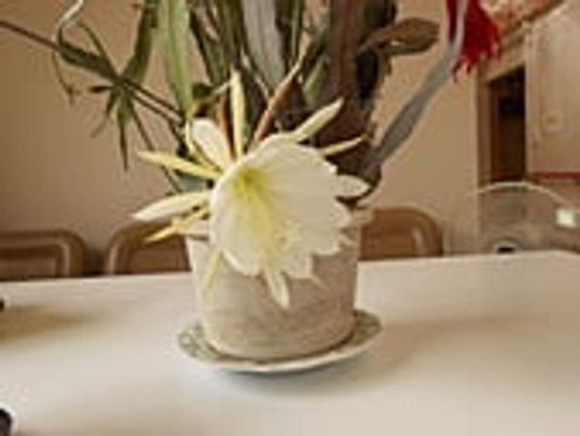 テーブル上の花 休憩室 自然光が差し込む休憩室には、美しい花が飾られており、落ち着いた時間を過ごせます。