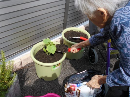 テラスでの植物の世話