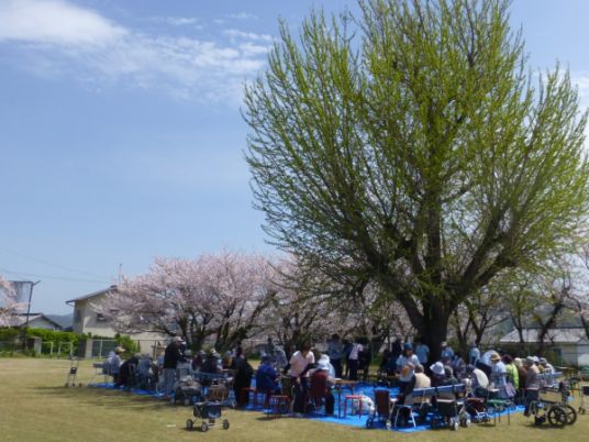 桜の下の憩いの場