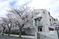 桜が咲く建物の外観