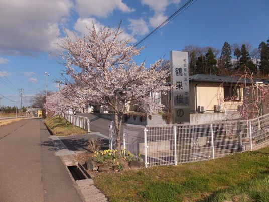 桜並木と看板