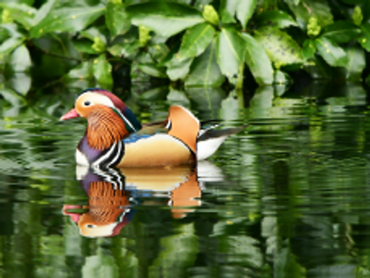 鳥の池