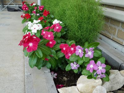色鮮やかな花並び
