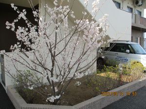 桜のある外観  